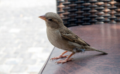 A sparrow sitting on a chair in an Athens café