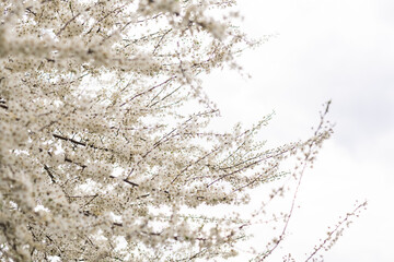 Fruit tree blossoms. Spring beginning background. Bokeh.