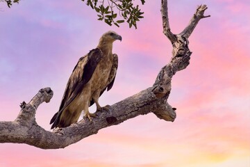 a young white-bellied Sea-Eagle,Haliaeetus leucogaster, orel bělobřichý sitting on a branch in the background with sky
