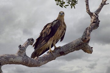 a young white-bellied Sea-Eagle,Haliaeetus leucogaster, orel bělobřichý sitting on a branch in the background with sky
