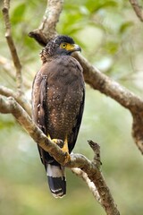 The crested serpent eagle,  (Spilornis cheela), Orlík Chocholatý , perched on tree branches, detailed closeup, Sri Lanka