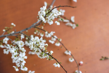 Spring cherry blossom on the table