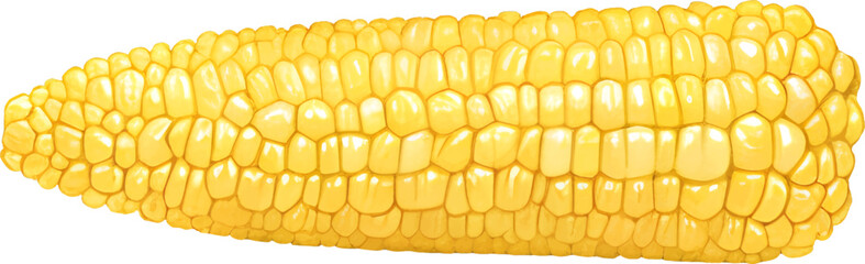 Fresh Corn Detailed Hand Drawn Illustration Vector Isolated