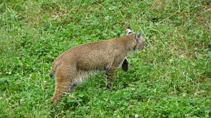 Lynx Zoo Saint Félicien