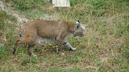 Lynx Zoo Saint Félicien
