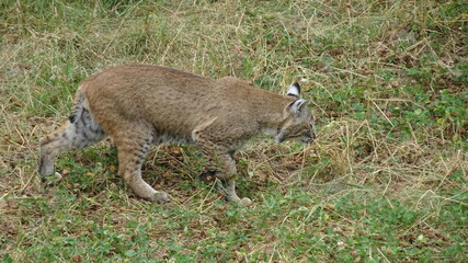 Lynx Zoo Saint Félicien