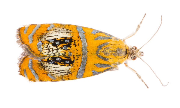 Olethreutes arcuella, the arched marble, is a colorful small moth species of the family Tortricidae. Isolated arched marble butterfly on white background, dorsal view.