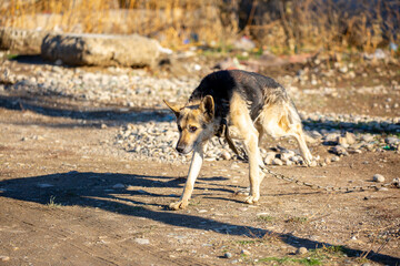 A dog on a chain guards the territory. The dog lives in captivity, suffers from inhumane treatment...