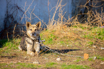 A dog on a chain guards the territory. The dog lives in captivity, suffers from inhumane treatment...