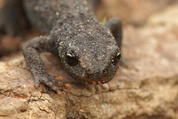 Frontal closeup of an adult terrestrial female alpine newt , Ichthyosaura alpestris on the ground