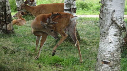 Wapiti Zoo Saint Félicien