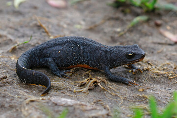 Closeup of an adult terrestrial female alpine newt , Ichthyosaura alpestris on the ground