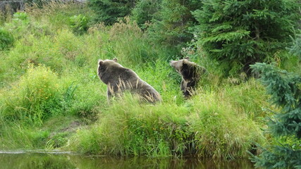 Ours Brun Zoo Saint F&eacute;licien