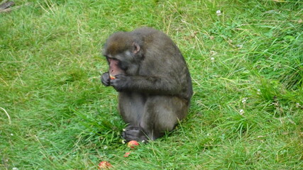 Macaque Japonais Zoo Saint Félicien