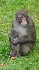 Macaque Japonais Zoo Saint Félicien