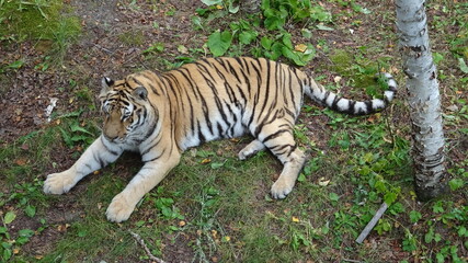 Tigre Zoo Saint Félicien