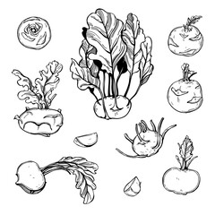 Sketch vegetables. Vector  illustration