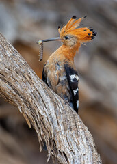 Hoopoe (Upupa africana) Kgalagadi Transfrontier Park, South Africa