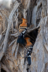 Hoopoe (Upupa africana) Kgalagadi Transfrontier Park, South Africa