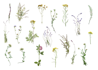 Dried flowers on white background. Flat lay, top view. Wildflovers border isolated on white background. Floristic pack collection