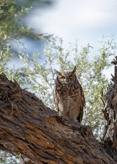 Spotted Eagle-Owl ( Bubo africanus) Kgalagadi Transfrontier Park, South Africa