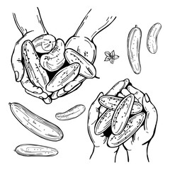Cucumbers in hands. Sketch  illustration.