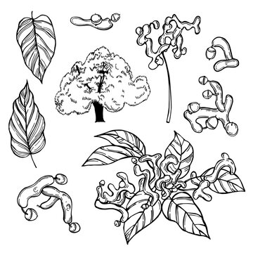 Japanese  raisin tree. Sketch  illustration.