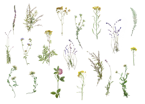 Dried flowers on white background. Flat lay, top view. Wildflovers border isolated on white background. Floristic pack collection