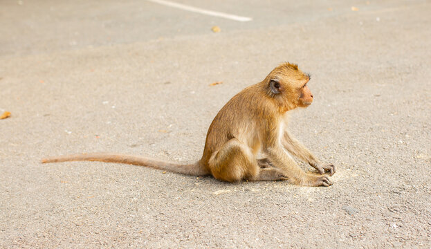 A monkey eats a banana on the street in Thailand. Cheeky macaque in the city area. Wildlife scene with wild animals.