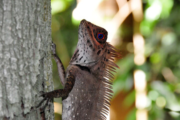 Blue eyed lizard - Sarawak, Borneo