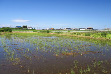 水溜まりのできた台風一過の翌朝の秋の田圃風景
