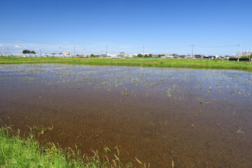 水溜まりのできた台風一過の翌朝の秋の田圃風景