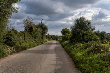 Rural road surrounded by Mediterranean crops