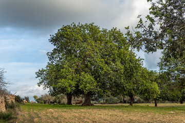 Obraz premium Carob tree, Ceratonia siliqua, island of Mallorca