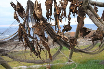 Drying flake with stockfish in foreshore, Iceland