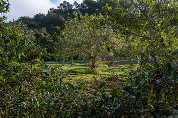 Carob tree, Ceratonia siliqua, island of Mallorca