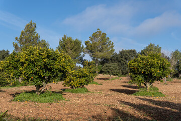 Fototapeta premium Rural field of organic orange trees