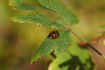 Dark orange harlequin ladybird (Harmonia axyridis f. succinea) of the family Coccinellidae. Autumn, on a Redflower currant leaf. Dutch garden. October, Netherlands