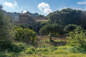 Fototapeta na wymiar Rural field of organic orange trees