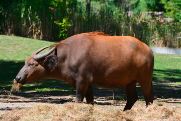 An african forest buffalo standing