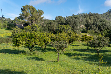 Rural field of organic orange trees