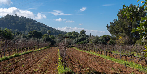 Winery and vineyard cultivation in Mallorca