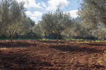 Obraz premium Rural field of organic olive trees