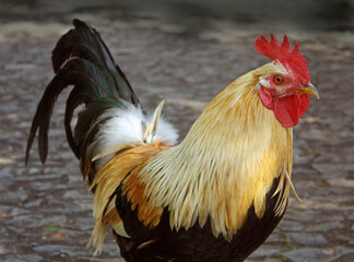 Portrait of a Rooster 