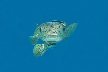 Porcupine-fish  with cleaner wrasse at cleaning station.
Closeup of a Pufferfish with bluestreak...