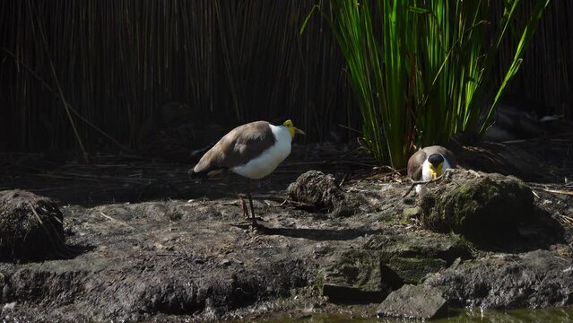 masked lapwing walking in nature