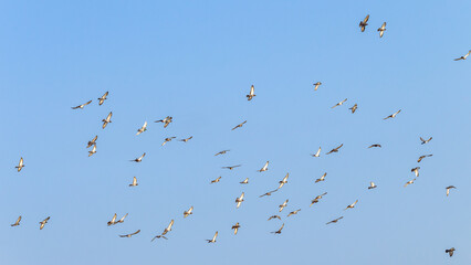 Birds Doves Group Flying Morning Blue Sky Landscape.