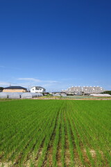 秋の穭田風景