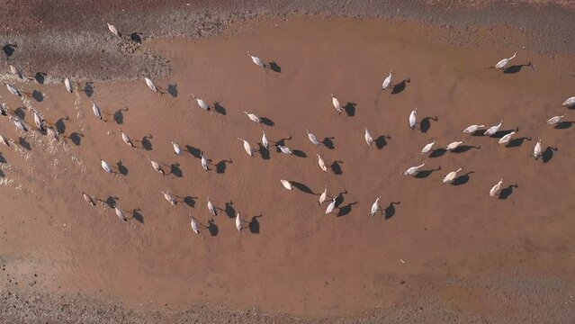Flock of common crane (Grus grus) birds resting near the pond during springtime migration, aerial shot top down