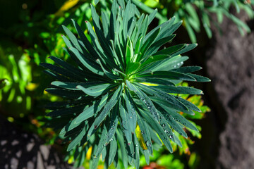 Tropical plant with morning dew . Fresh green nature 